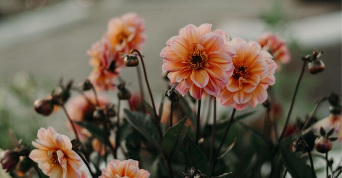 Social Work/Psychotherapy Intern