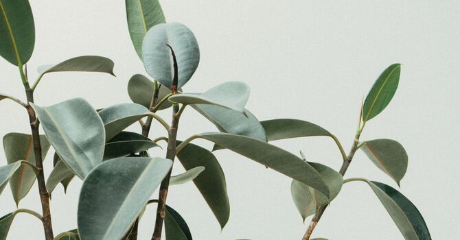 IFH Program and NIHB