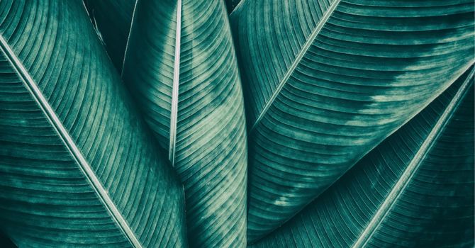 IFH Program and NIHB